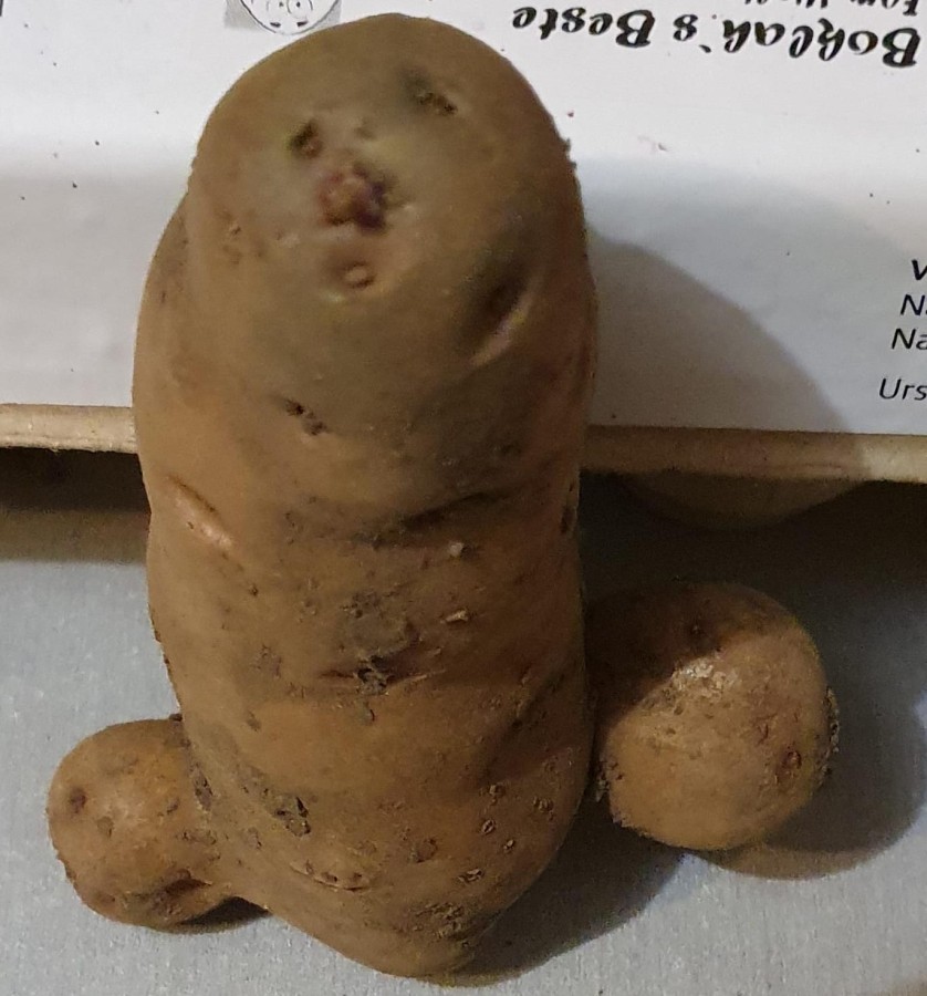 eine Kartoffel