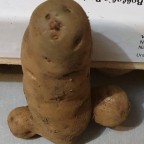 eine Kartoffel